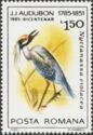 Yellow-crowned Night Heron (Nyctanassa violacea)