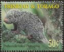 Prehensile-tailed Porcupine (Coendou prehensilis)