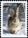 Cottontail Rabbit (Sylvilagus sp.)