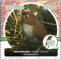 Bicolored Antpitta (Grallaria rufocinerea)