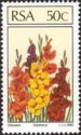 Gladiolus