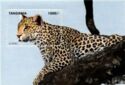 Leopard (Panthera pardus)