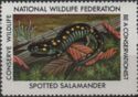 Spotted Salamander