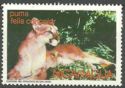 Cougar (Felis concolor)