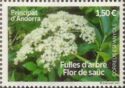 Sambucus sp