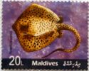 Reticulate Whipray (Himantura uamak)