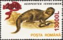 Egyptian Mongoose (Herpestes ichneumon) - Surcharged