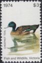 Chestnut teal (Anas castanea)