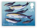 Atlantic Herring (Clupea harengus)