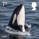 Orca (Orcinus orca)