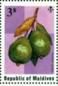 Guava (Psidium guava)