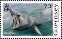 Basking Shark (Cetorhinus maximus)