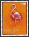 American flamingo (Phoenicopterus ruber)