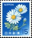 Ox-eye Daisy (Leucanthemum vulgare)