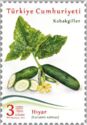 Cucumber (Cucumis sativus)