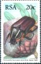 Protea Beetle (Trichosteha fascicularis)