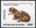 Greater Slow Loris (Nycticebus coucang)