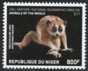 Greater Slow Loris (Nycticebus coucang)