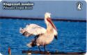 Pelecanus Crispus Bruch