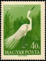 Great Egret (Ardea alba)