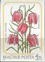 Snake's-head Fritillary (Fritillaria meleagris)