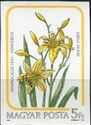 Day Lily (Hemerocallis lilioasphodelus)