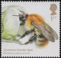 Common Carder Bee (Bombus pascuorum)