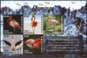 Flamingo phoenicopteridae