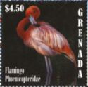 Flamingo phoenicopteridae
