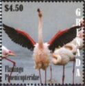Flamingo phoenicopteridae