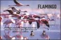 Flamingo phoenicopteridae