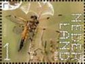 Four-spotted Chaser (Libellula quadrimaculata)