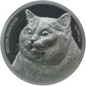 2 Dollars (British Shorthair)