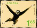 Lar Gibbon (Hylobates lar)