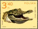 Nile Crocodile (Crocodylus niloticus)