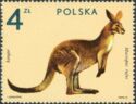 Red Kangaroo (Macropus rufus)