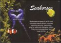 Couple of Seahorse