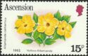 Yellow Allamanda (Allamanda cathartica)