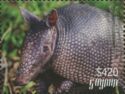Nine-Banded Armadillo (Head)