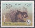 Indian Crested Porcupine (Hystrix indica)
