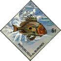 John Dory (Zeus faber)