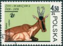 Red Hartebeest (Alcelaphus caama)