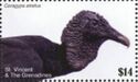 Black Vulture (Coragyps atratus)
