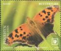 Question mark (Polygonia interrogationis)