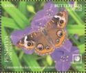 Common Buckeye (Junonia coenia)