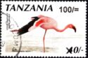 Lesser Flamingo (Phoeniconaias minor) - Surcharged