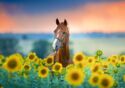 Horse and Sunflowers