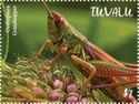 Grasshoppers (Orthoptera)