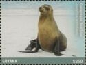 Galapagos Sea Lion (Zalophus wollebaeki)