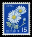 Ox-eye Daisy (Leucanthemum vulgare)
